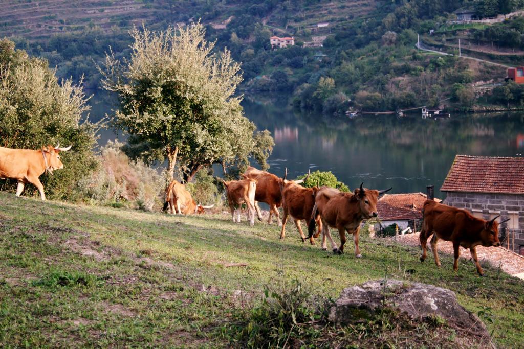 Quinta Das Quintas & Spa Baião Εξωτερικό φωτογραφία